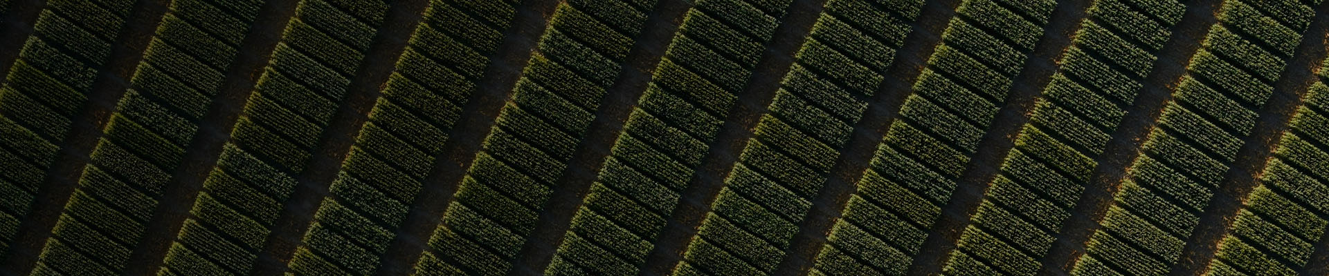 Goldenfields.ee